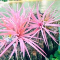 Tillandsia