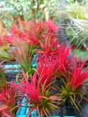 Tillandsia