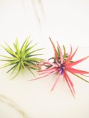 Tillandsia