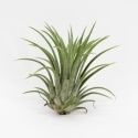 Tillandsia