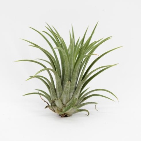Tillandsia