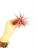 Tillandsia