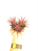 Tillandsia