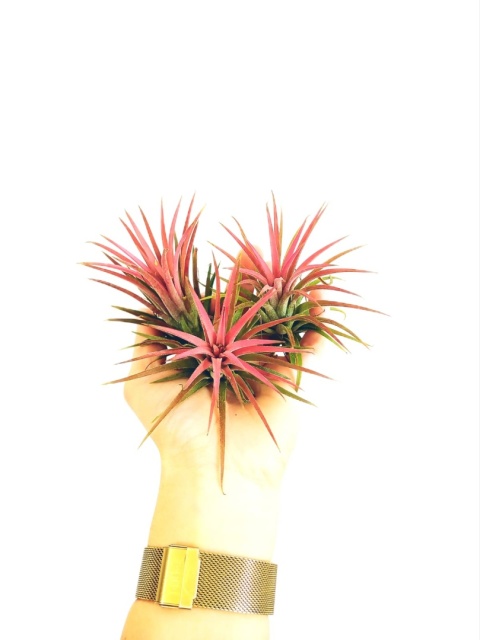 Tillandsia