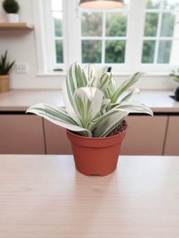 Trzykrotka zebra Tradescantia zebrina Duża w zwisajacej doniczce biala