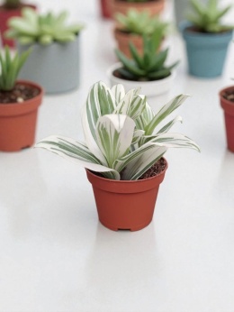 Trzykrotka zebra Tradescantia zebrina Duża w zwisajacej doniczce biala