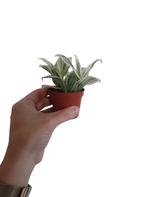 Trzykrotka zebra Tradescantia zebrina Duża w zwisajacej doniczce biala