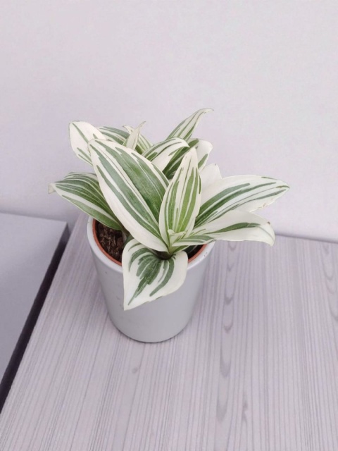 Trzykrotka zebra Tradescantia zebrina Duża w zwisajacej doniczce biala