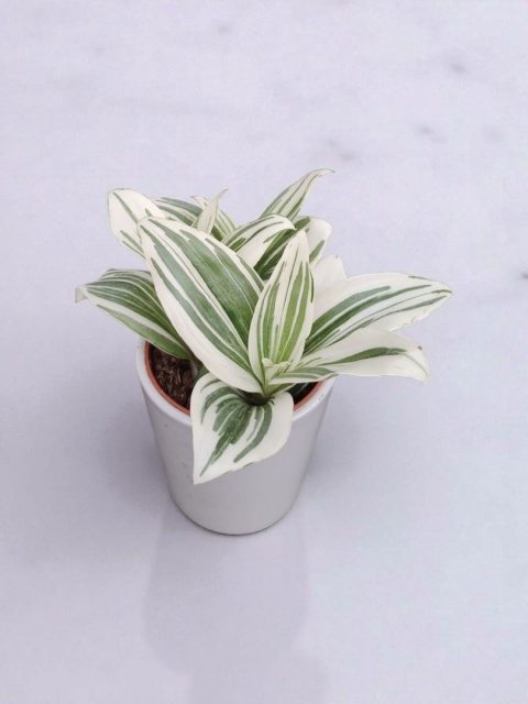 Trzykrotka zebra Tradescantia zebrina Duża w zwisajacej doniczce biala