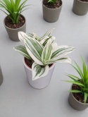 Trzykrotka zebra Tradescantia zebrina Duża w zwisajacej doniczce biala