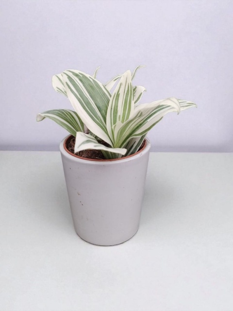 Trzykrotka zebra Tradescantia zebrina Duża w zwisajacej doniczce biala