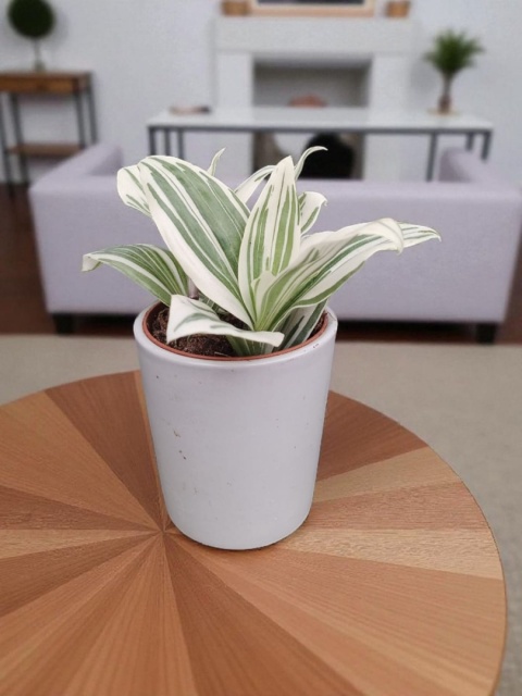 Trzykrotka zebra Tradescantia zebrina Duża w zwisajacej doniczce biala