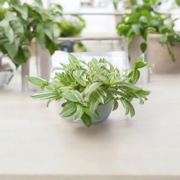 Trzykrotka zebra Tradescantia zebrina Duża w zwisajacej doniczce biala