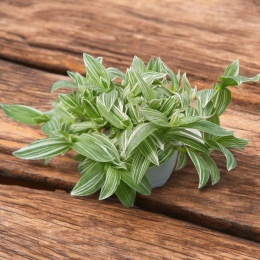 Trzykrotka zebra Tradescantia zebrina Duża w zwisajacej doniczce biala