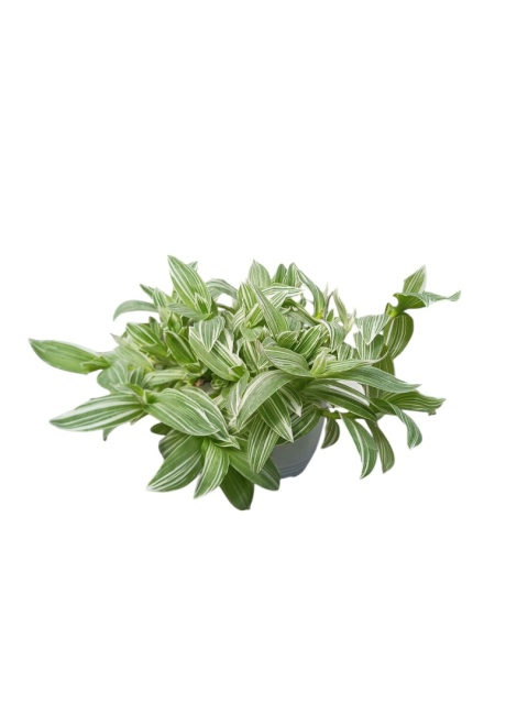 Trzykrotka zebra Tradescantia zebrina Duża w zwisajacej doniczce biala