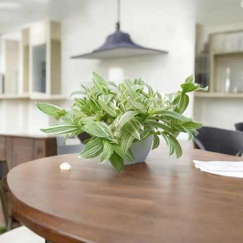 Trzykrotka zebra Tradescantia zebrina Duża w zwisajacej doniczce biala