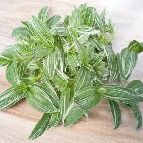 Trzykrotka zebra Tradescantia zebrina Duża w zwisajacej doniczce biala