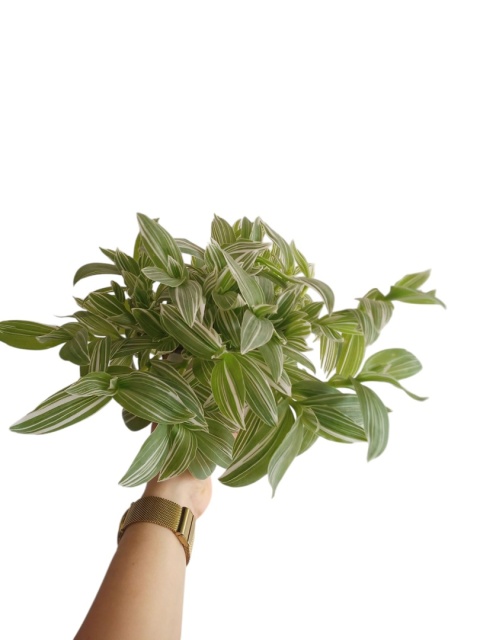 Trzykrotka zebra Tradescantia zebrina Duża w zwisajacej doniczce biala