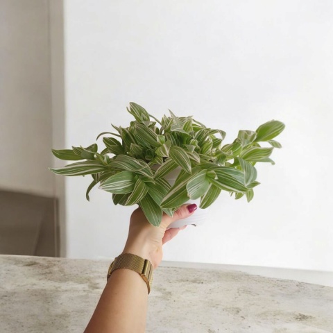 Trzykrotka zebra Tradescantia zebrina Duża w zwisajacej doniczce biala