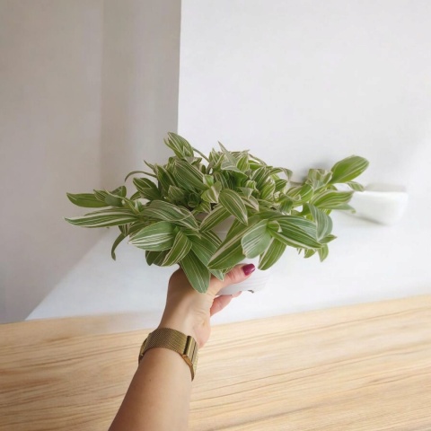 Trzykrotka zebra Tradescantia zebrina Duża w zwisajacej doniczce biala