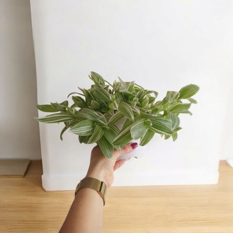 Trzykrotka zebra Tradescantia zebrina Duża w zwisajacej doniczce biala