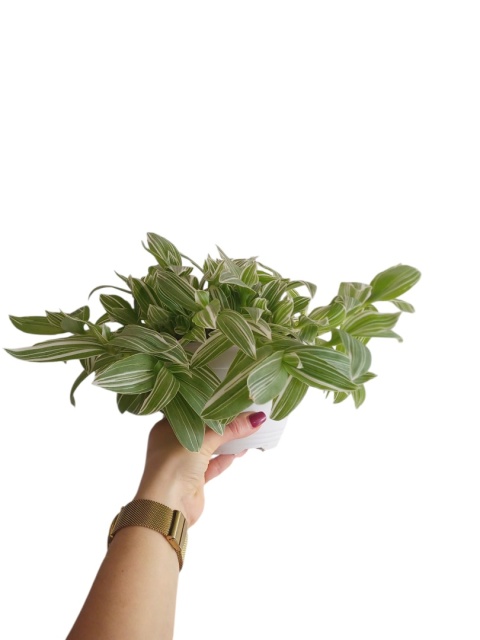 Trzykrotka zebra Tradescantia zebrina Duża w zwisajacej doniczce biala