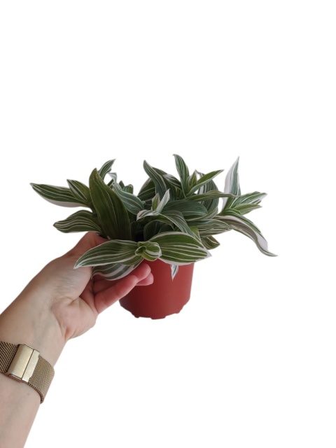 Trzykrotka zebra Tradescantia zebrina bialo zielona