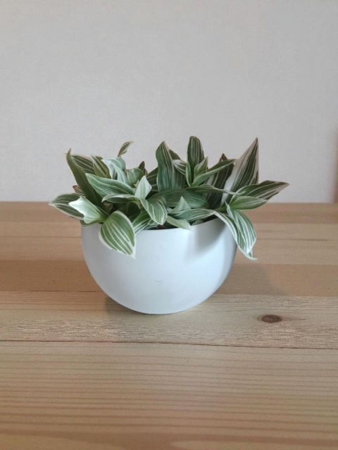 Trzykrotka zebra Tradescantia zebrina bialo zielona