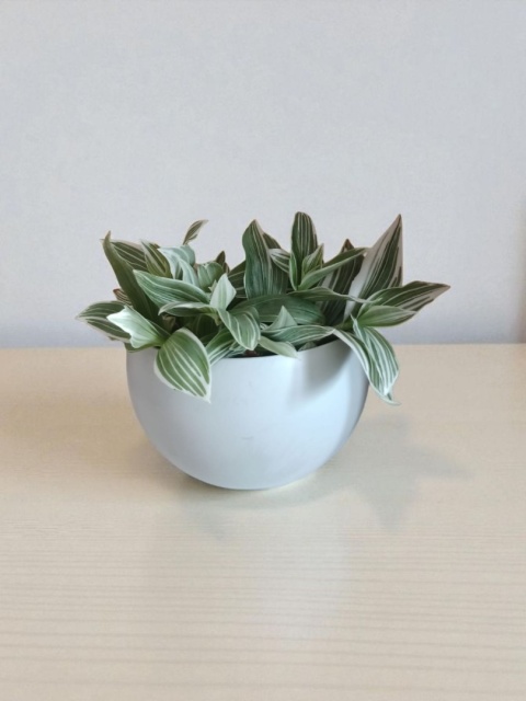 Trzykrotka zebra Tradescantia zebrina bialo zielona