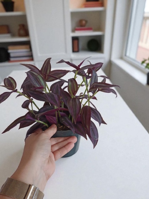 Trzykrotka zebra Tradescantia zebrina czerwona