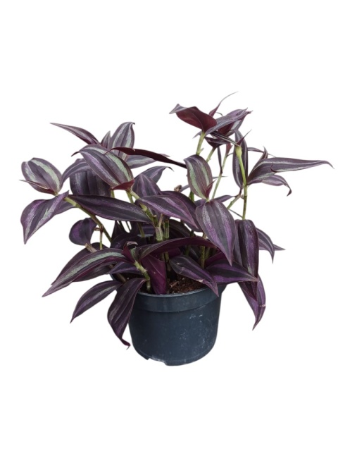 Trzykrotka zebra Tradescantia zebrina czerwona