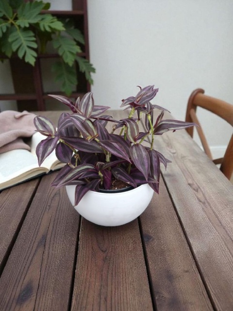 Trzykrotka zebra Tradescantia zebrina czerwona