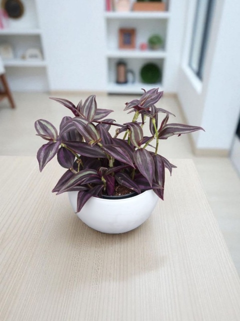 Trzykrotka zebra Tradescantia zebrina czerwona