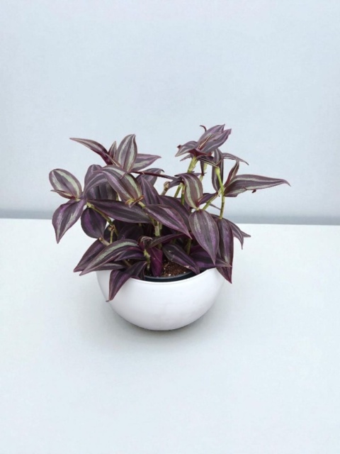 Trzykrotka zebra Tradescantia zebrina czerwona