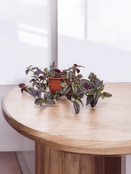 Trzykrotka zebra Tradescantia zebrina Duża w zwisajacej doniczce czerwona