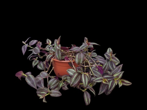 Trzykrotka zebra Tradescantia zebrina Duża w zwisajacej doniczce czerwona