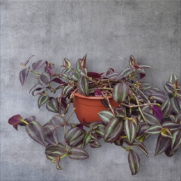 Trzykrotka zebra Tradescantia zebrina Duża w zwisajacej doniczce czerwona