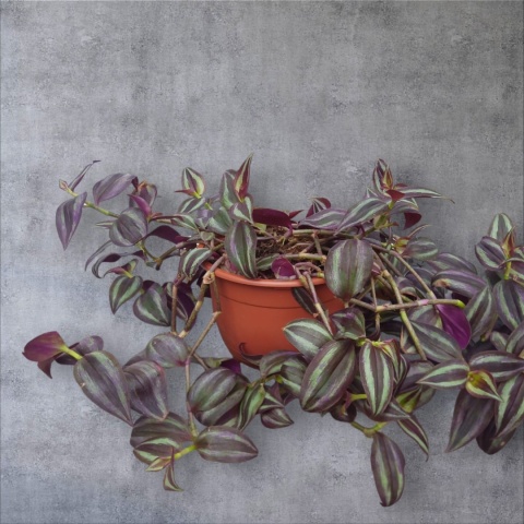 Trzykrotka zebra Tradescantia zebrina Duża w zwisajacej doniczce czerwona