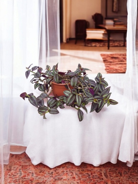 Trzykrotka zebra Tradescantia zebrina Duża w zwisajacej doniczce czerwona