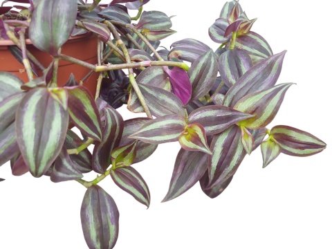 Trzykrotka zebra Tradescantia zebrina Duża w zwisajacej doniczce czerwona