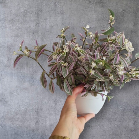 Trzykrotka zebra Tradescantia zebrina Duża w zwisajacej doniczce srebrna