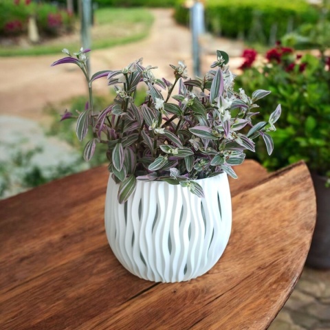 Trzykrotka zebra Tradescantia zebrina Duża w zwisajacej doniczce srebrna