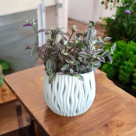 Trzykrotka zebra Tradescantia zebrina Duża w zwisajacej doniczce srebrna