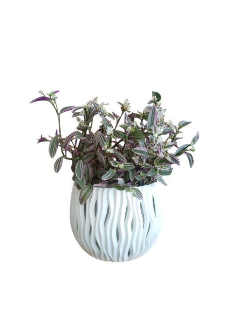 Trzykrotka zebra Tradescantia zebrina Duża w zwisajacej doniczce srebrna