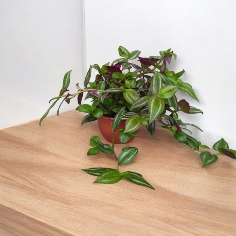 Trzykrotka zebra Tradescantia zebrina zielona w paski