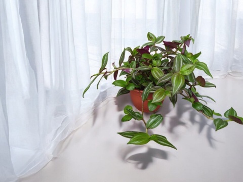 Trzykrotka zebra Tradescantia zebrina zielona w paski