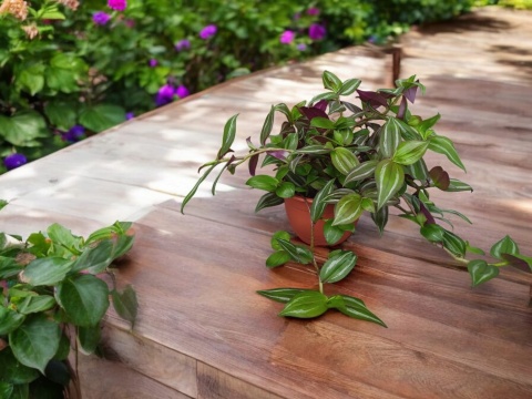 Trzykrotka zebra Tradescantia zebrina zielona w paski