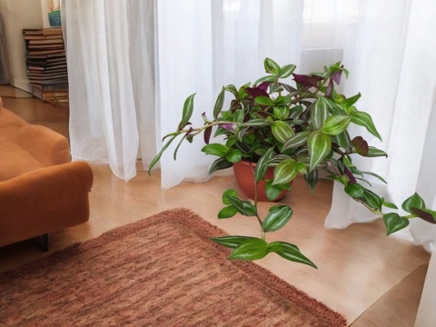 Trzykrotka zebra Tradescantia zebrina zielona w paski