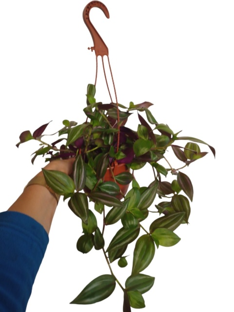 Trzykrotka zebra Tradescantia zebrina zielona w paski