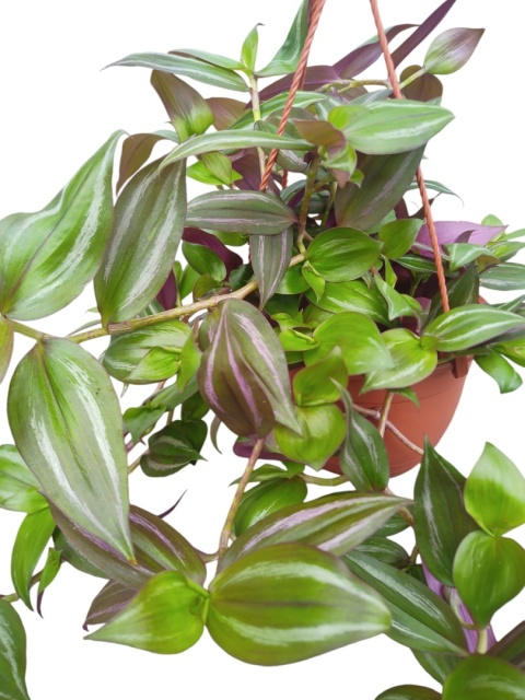 Trzykrotka zebra Tradescantia zebrina zielona w paski